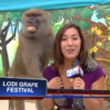 Baboon fondles reporter on live TV, is delighted with himself
