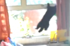 Talking cat tells terrified Irish women to 'go away'