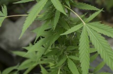 Man in his late 70s arrested after cannabis seizure worth €250k