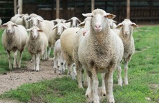 Cattle and sheep and everything else happening in Leinster House today