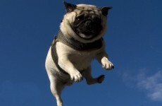 9 facts that will definitely cheer you up