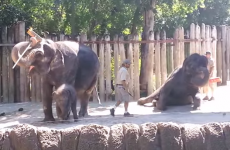 Watch this elephant clean its own head with a broom