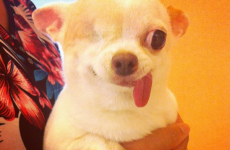 Meet Yogurt, the adorable 'pirate' dog
