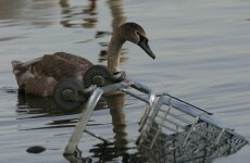 Blood poisoning to blame for death of Grand Canal swans