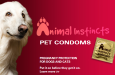 Can these 'pet condoms' prevent your animals from getting pregnant?
