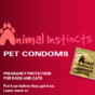 Can these 'pet condoms' prevent your animals from getting pregnant?