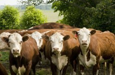 Danger! Cows on the loose on M3 in Meath