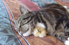 Cat lets tiny duckling cuddle in for a snooze