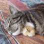 Cat lets tiny duckling cuddle in for a snooze