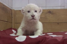 Adorable white lion cub attempts roar, sounds like goat