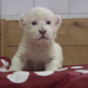Adorable white lion cub attempts roar, sounds like goat