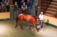 This lovely horse sold for €2,850,000 yesterday