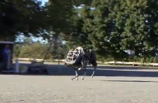 This robot cat is TERRIFYING