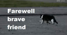 Last night's Love/Hate: Dead cats, Nidge's arse, and fizzy orange