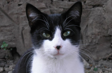 The Love/Hate cat is already on Twitter