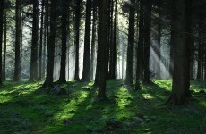 Wind turbines, forests and everything else happening in Leinster House today