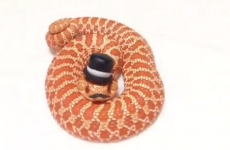 These fancy snakes wearing hats and moustaches are ssssirs