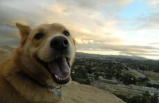 Dogs experience emotion at the level of a human child