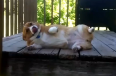 These dogs are SO ashamed of themselves