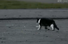 Animal rights charity calls for Love/Hate boycott after cat shooting scene