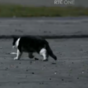Animal rights charity calls for Love/Hate boycott after cat shooting scene
