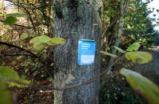First case of killer tree disease found in native Irish hedgerow