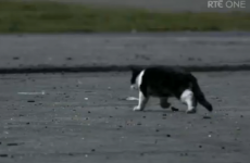 Over 40 complaints lodged over Love/Hate cat shooting scene