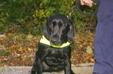 Tobacco-detection dog sniffs out 52,400 illegal cigarettes