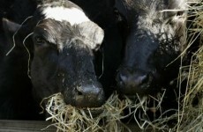 EU talks on banning food from cloned animals collapse