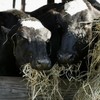 EU talks on banning food from cloned animals collapse