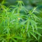 100 mature cannabis plants and one kilogram of cannabis herb seized in Galway