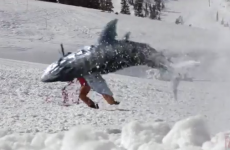 First there was Sharknado... now, there's Sharkalanche