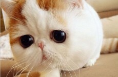 Prepare to fall in love with China's most popular cat