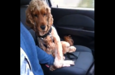 Scared dog needs his hand held when he's in the car