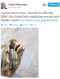 Tortoise found 'wandering around Dublin Castle'