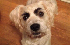 9 dogs who are definitely eyeing you up