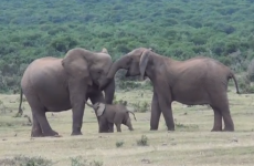 WATCH: Elephant family reunion is simply adorable