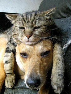 7 dogs who are totally under the cat's thumb