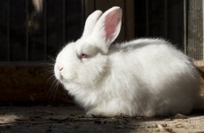 Someone left a rabbit and a box of live crickets on the bus*