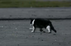 Love/Hate cat to appear on tonight's Late Late Show