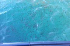 There are hundreds of glow-in-the-dark jellyfish off the coast of Mayo