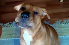 These dogs saying "I love you" will make everything okay