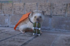 Kayak is the only skateboarding baby hedgehog you'll ever need