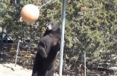 WATCH: Bear plays swingball with himself