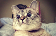 Wine for cats is a real life thing now