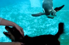 Penguin tries to bite dog's tail through Aquarium glass