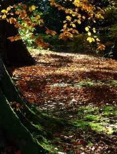 Your Photos: More amazing autumnal pics taken by you