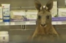 Kangaroo goes on the loose in airport pharmacy