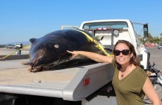 Rare sabre-toothed whale found dead on California beach