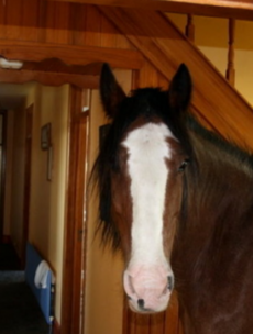 Does the horse come with the house?